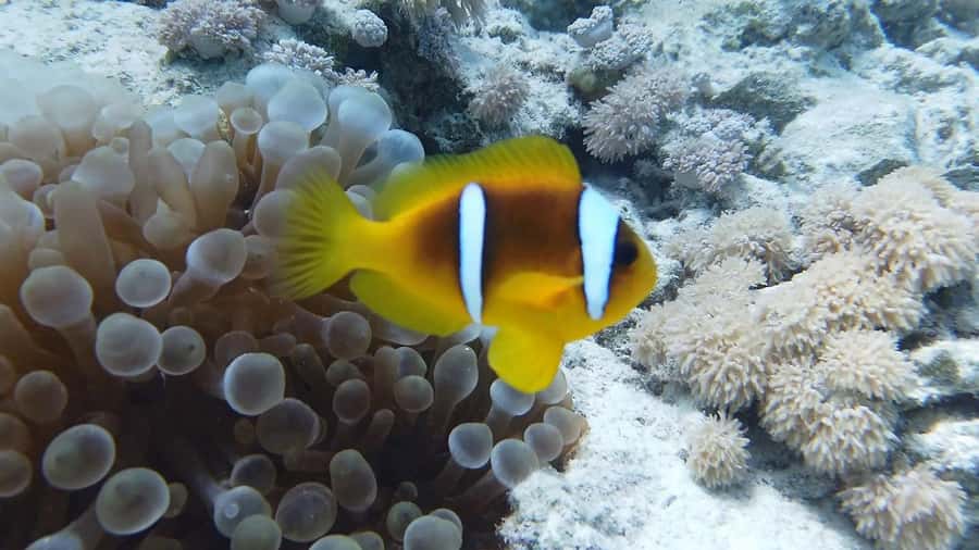 Cairo: Ain Sokhna Snorkeling cruise & optional transfer - What the $52 price really covers
