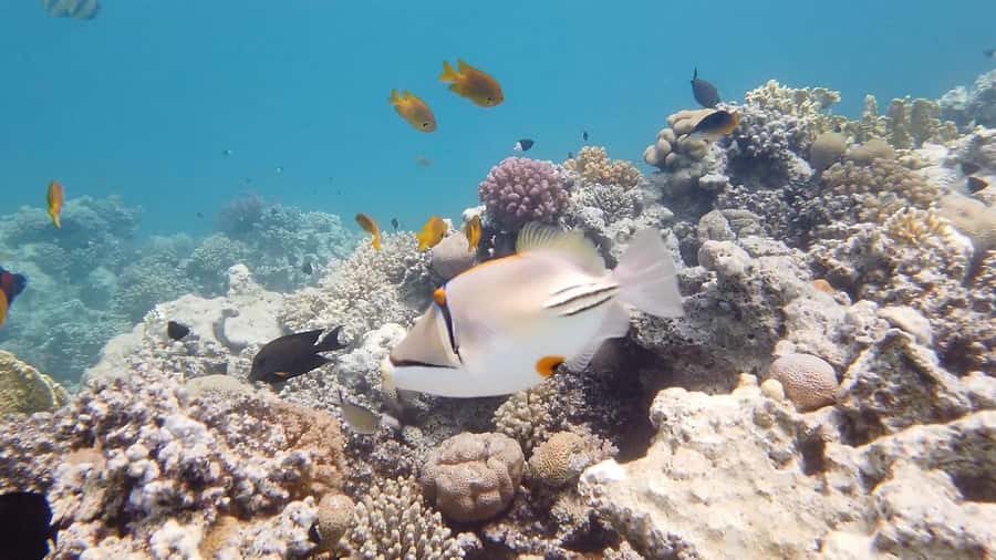 Cairo: Ain Sokhna Snorkeling cruise & optional transfer - Timing, comfort, and useful packing advice