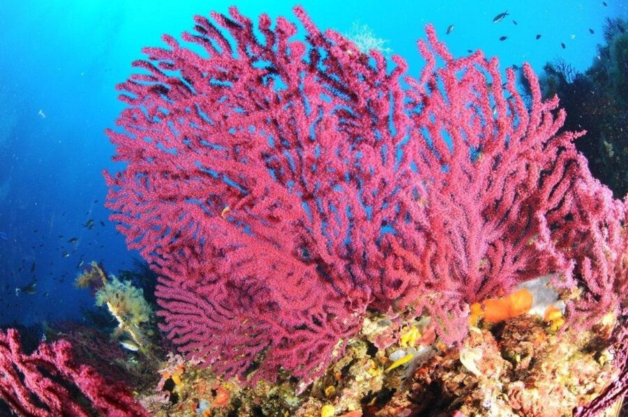 Calvi: Pointe de la Revellata Snorkeling Boat Tour - Key points to know before booking