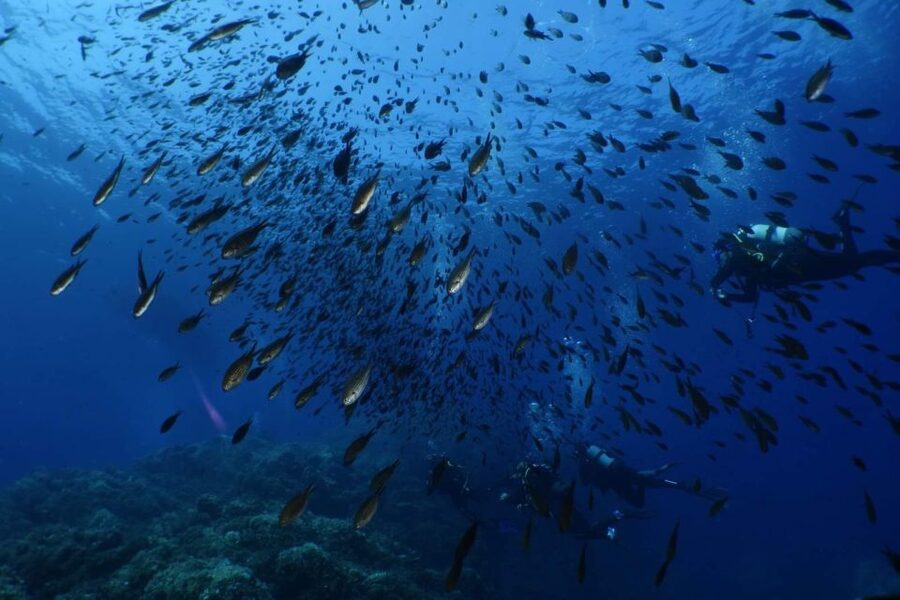 Calvi: Pointe de la Revellata Snorkeling Boat Tour - What you can see below the surface