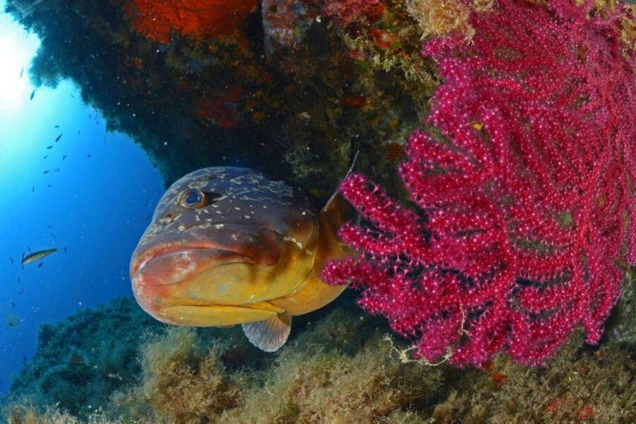Calvi: Pointe de la Revellata Snorkeling Boat Tour - Is $41 good value for this outing?