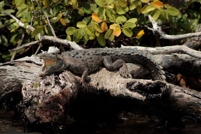 Cancun: Jungle Tour Adventure with Speedboat and Snorkeling - How the three hours are paced