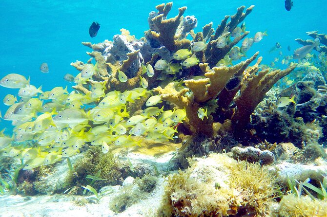Cancun Snorkeling Adventure: Underwater Museum, Reef & Shipwreck - What the four-hour schedule really means