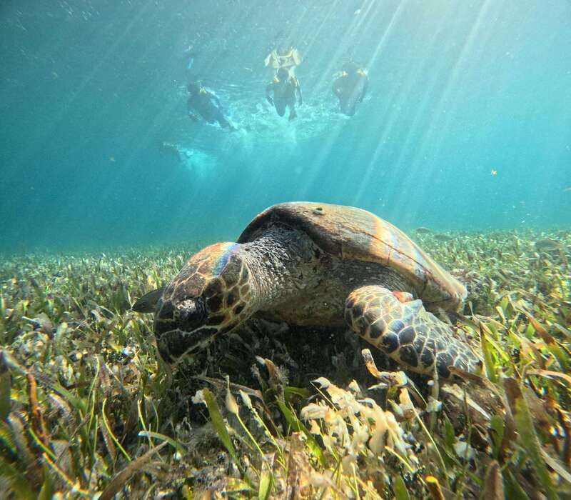Cancun: Snorkeling Boat Tour with Gear - Five useful things to know before booking