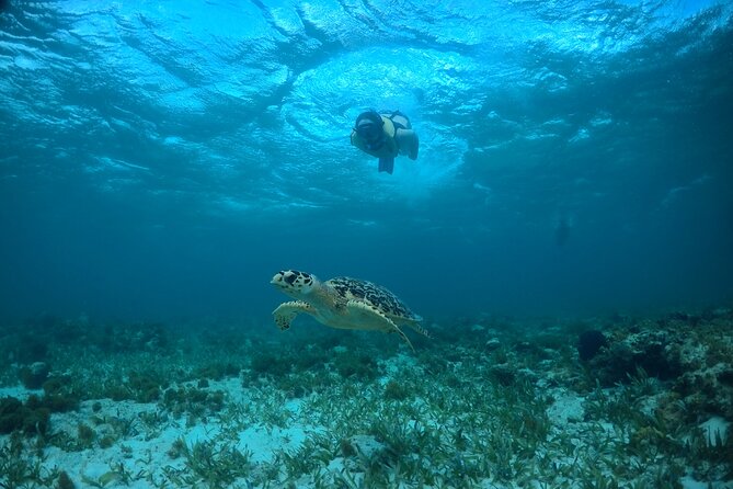 Cancun Snorkeling Tour: Swim with Turtles, Reef, Underwater Museum and Shipwreck - The $69 fare and what you actually pay