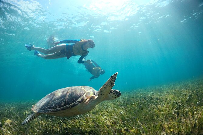 Cancun Snorkeling Tour: Swim with Turtles, Reef, Underwater Museum and Shipwreck - MUSA: underwater art at the Blessings and Aquarium Family galleries