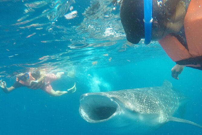 Cancun Whale Shark Experience with Snorkel & Transportation - Why whale sharks make this Cancun trip special