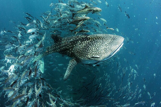 Cancun Whale Shark Experience with Snorkel & Transportation - Group size, guides, and the shared-operator question