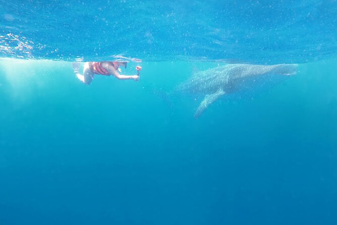 Cancun Whale Shark Experience with Snorkel & Transportation - What the $210 price includes