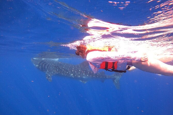 Cancun Whale Shark Experience with Snorkel & Transportation - Who will enjoy this most