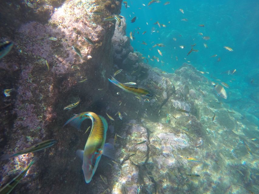 Caniço, Madeira: Marine Reserve Kayak & Snorkelling Tour - Snorkeling in clear water among local fish