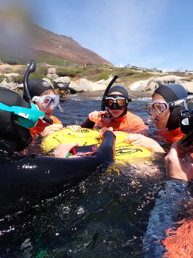 Cape Town: Great African Sea Forest Guided Snorkel - Key points at a glance