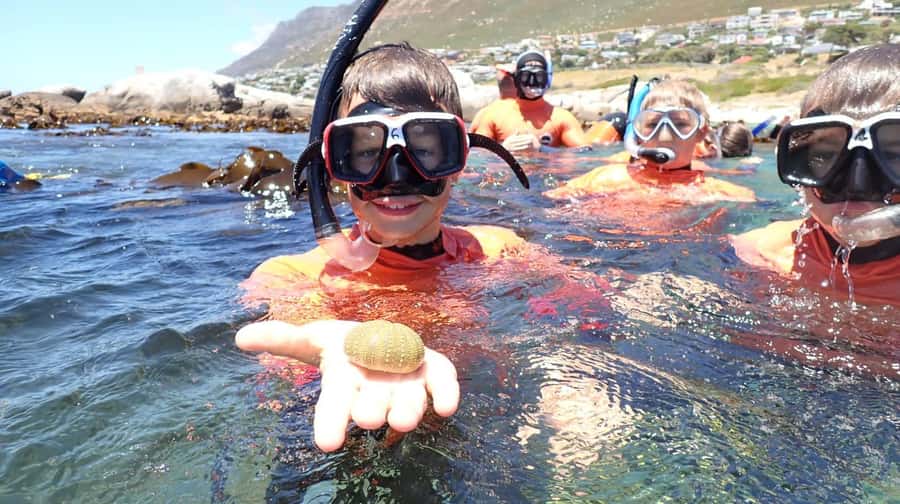 Cape Town: Great African Sea Forest Guided Snorkel - Practical details before you go