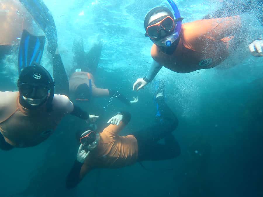 Cape Town: Great African Sea Forest Guided Snorkel - Why Cape Town’s kelp forest feels so different