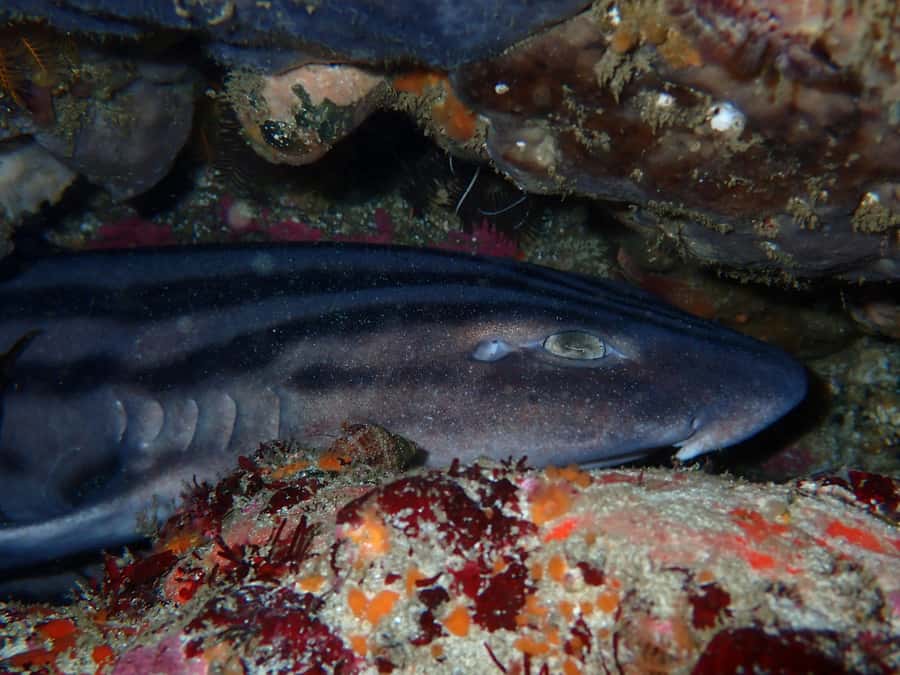 Cape Town: Great African Sea Forest Guided Snorkel - Swimming beneath the Sea Forest