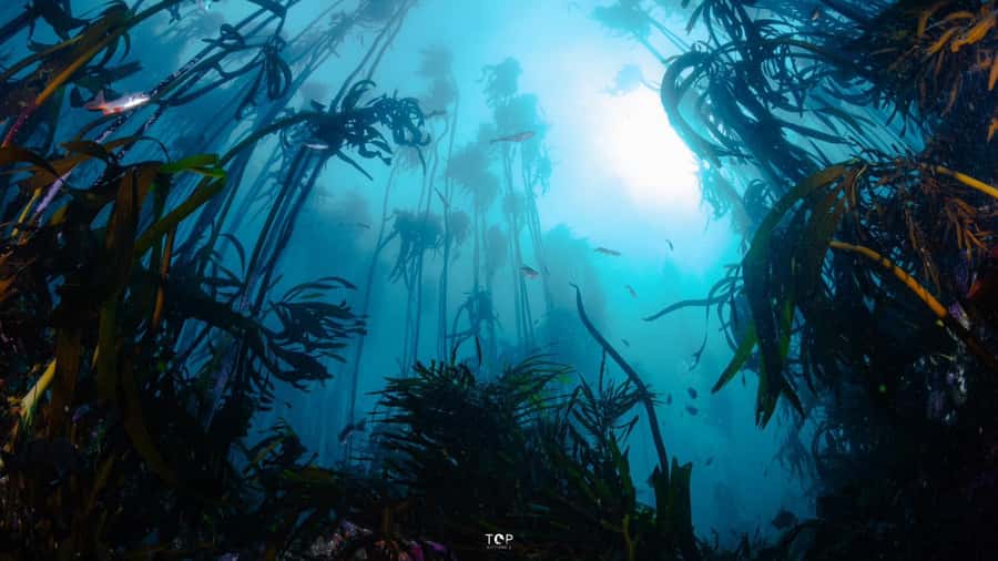 Cape Town: Great African Sea Forest Guided Snorkel - The shark research portion