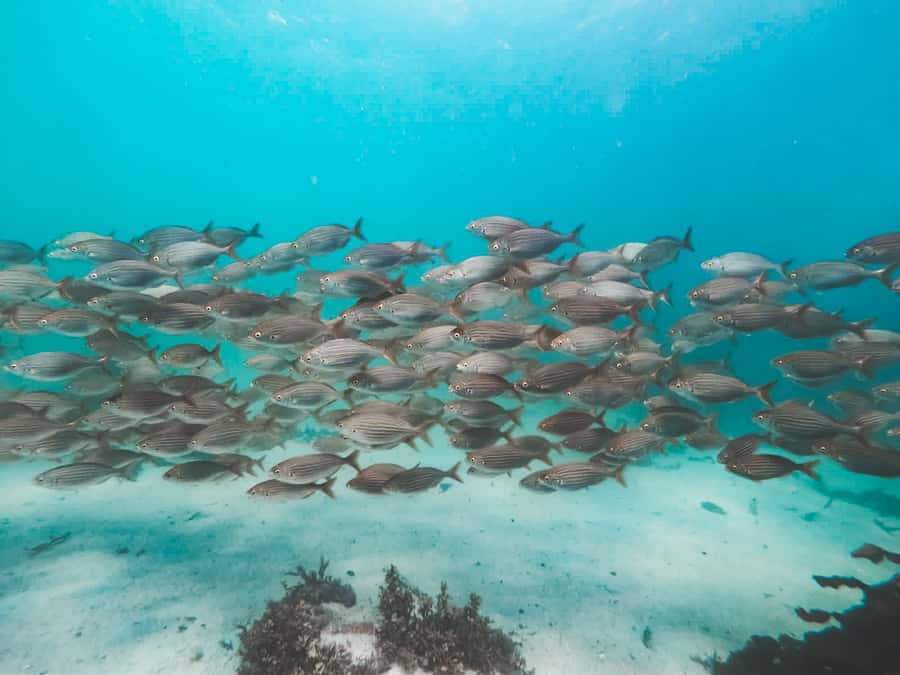 Cape Town: Great African Sea Forest Guided Snorkel - What the guides add to the two hours