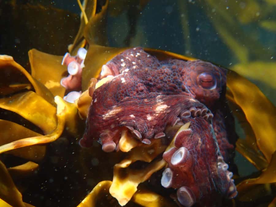 Cape Town: Great African Sea Forest Guided Snorkel - Photos, small groups, and the value of $74