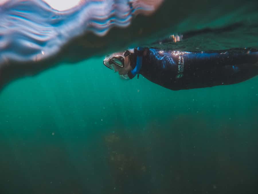 Cape Town: Great African Sea Forest Guided Snorkel - Who should book this Cape Town snorkel