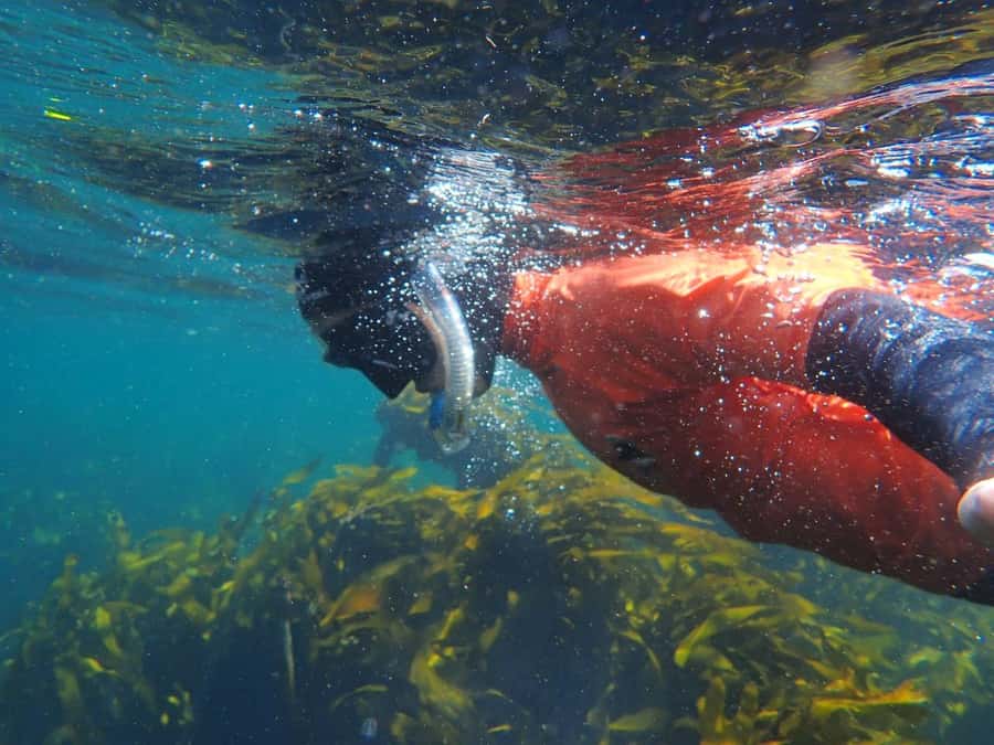 Cape Town: Great African Sea Forest Guided Snorkel - The briefing sets the tone