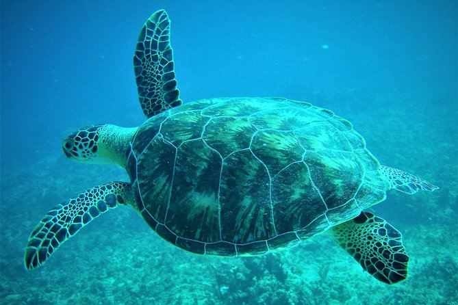 CAPTAIN ALAN'S 4hr -3 Islands-snorkeling-turtles-beach ADVENTURE - Key points at a glance