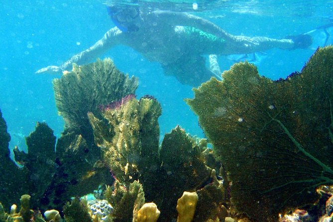 CAPTAIN ALAN'S 4hr -3 Islands-snorkeling-turtles-beach ADVENTURE - Price, transport, and timing
