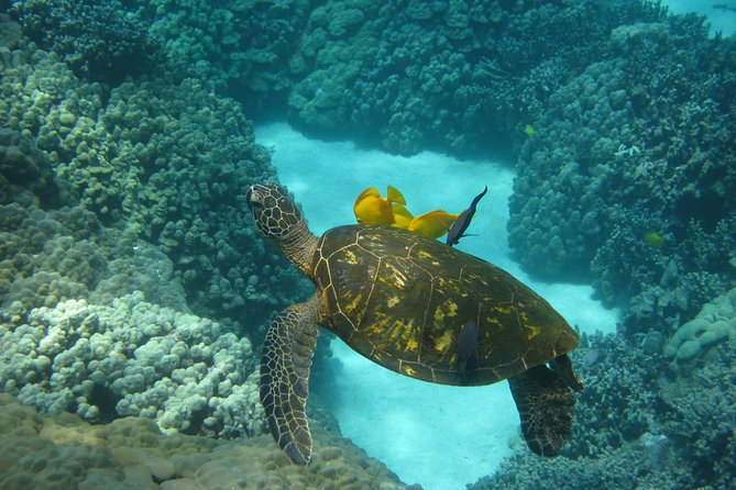 Captain Cook Snorkel Tour with Sea Caves and Lava Tubes - Is this suitable for children and newer snorkelers?