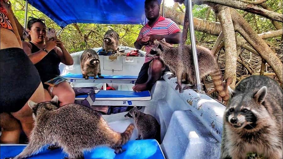 Cartagena: Raccoon Island Snorkel, Mangrove, Photos & Lunch - What this Barú day trip is really like