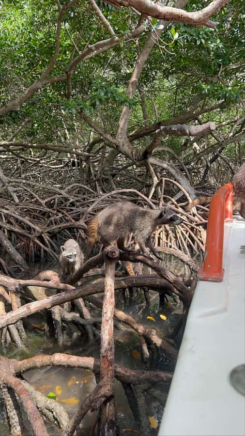 Cartagena: Raccoon Island Snorkel, Mangrove, Photos & Lunch - Speedboat travel and the mangrove inlet