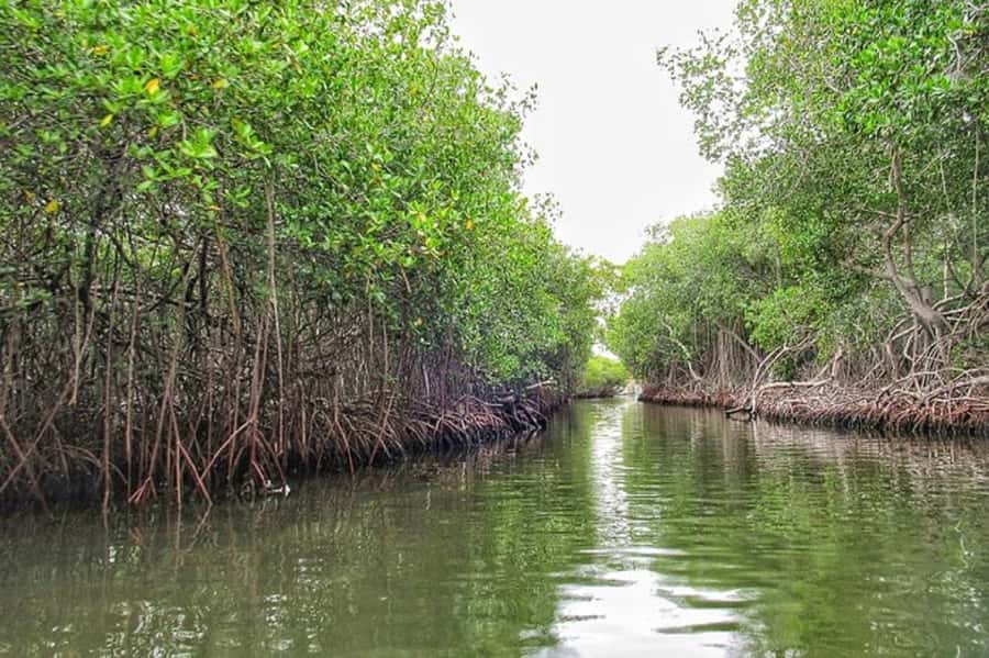 Cartagena: Raccoon Island Snorkel, Mangrove, Photos & Lunch - Snorkeling and underwater photographs