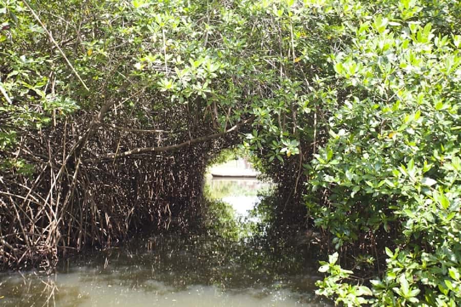 Cartagena: Raccoon Island Snorkel, Mangrove, Photos & Lunch - Lunch and Playa Blanca