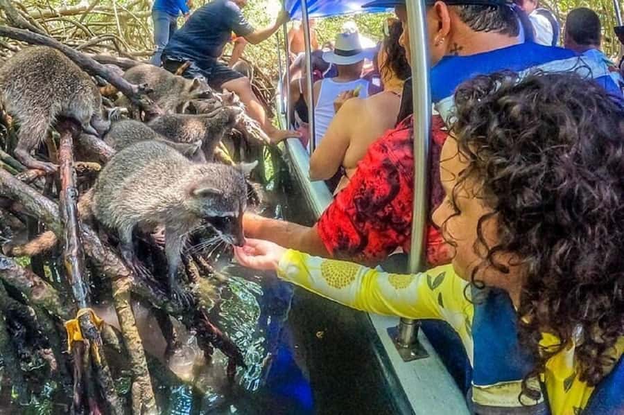 Cartagena: Raccoon Island Snorkel, Mangrove, Photos & Lunch - Group size, guiding, and communication