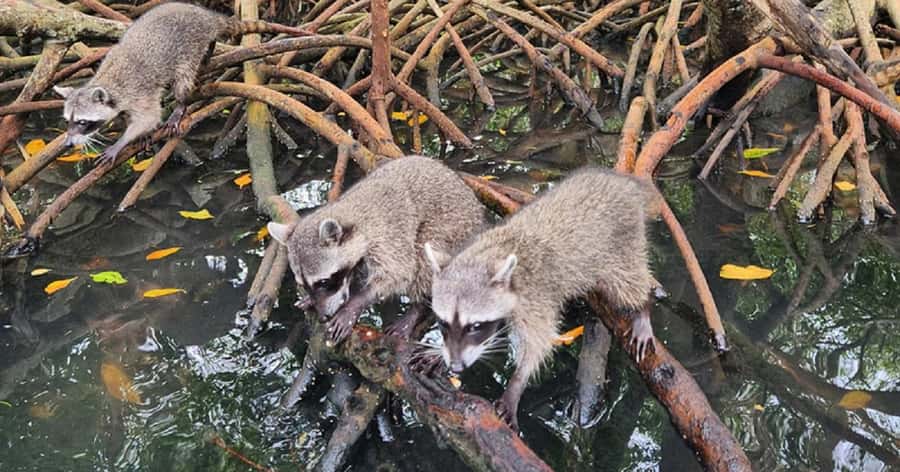 Cartagena: Raccoon Island Snorkel, Mangrove, Photos & Lunch - Early pickup from Cartagena