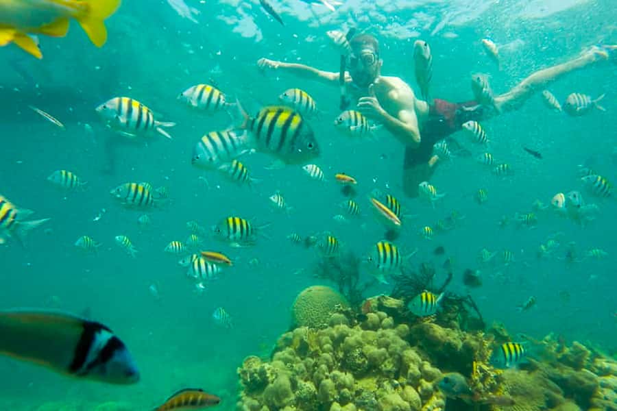 Cartagena: Snorkel, Mangroves and Playa Blanca Tour - Guides, language, and the feel of the day