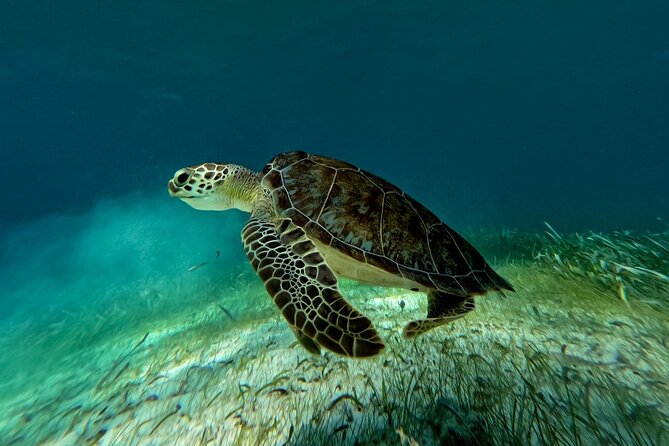 Catamaran Cruise in Riviera Maya With Snorkeling & Beach Club - What the Maroma Beach Club adds