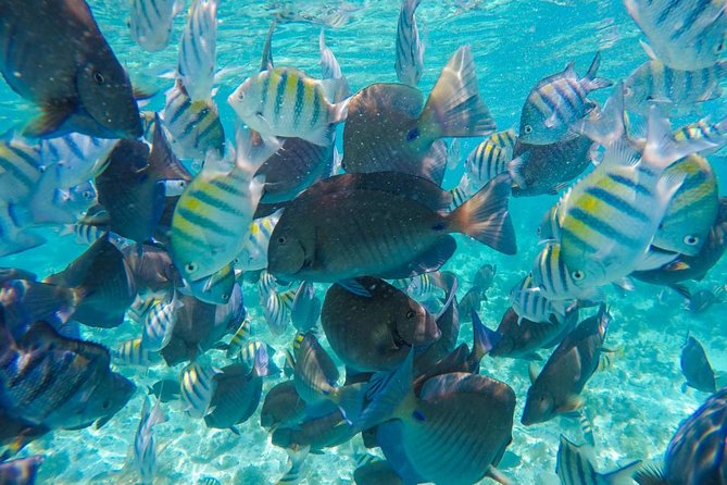 Catamaran Group Sightseeing, Snorkeling Tour Isla Mujeres - Playa Norte and the best chance to slow down
