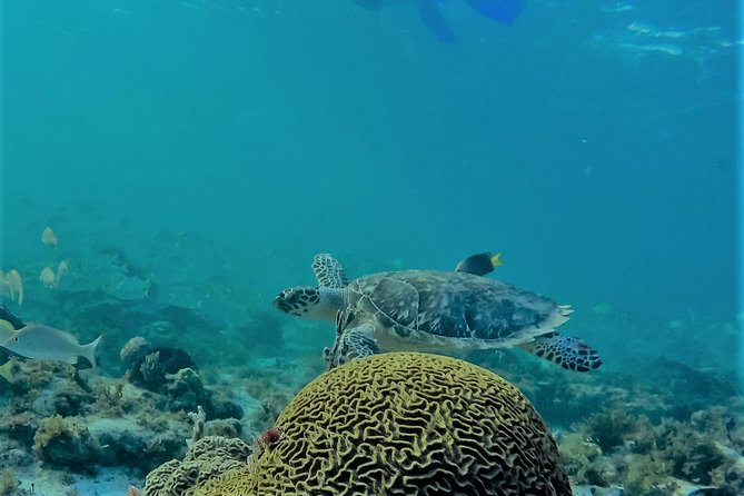 Catamaran Group Sightseeing, Snorkeling Tour Isla Mujeres - What the $79 price really covers