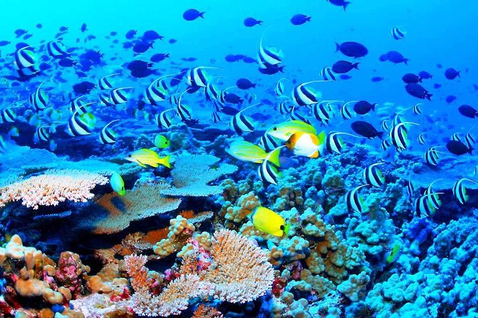 Catamaran Sail and Snorkeling Tour with Open Bar in Puerto Morelos - What the $129 price really includes