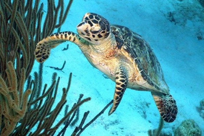 Catamaran Snorkel & BBQ Sail (cruise friendly) - Guided snorkeling in calm Bonaire water