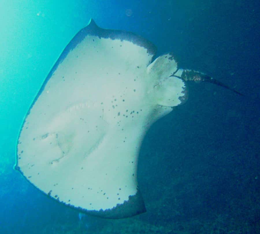 Cathedral Cove Marine Reserve: Snorkeling Boat Trip - Key points at a glance