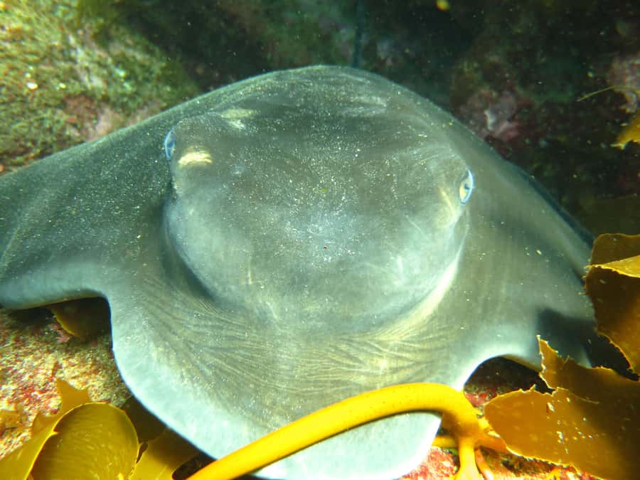 Cathedral Cove Marine Reserve: Snorkeling Boat Trip - What the one-hour water session feels like