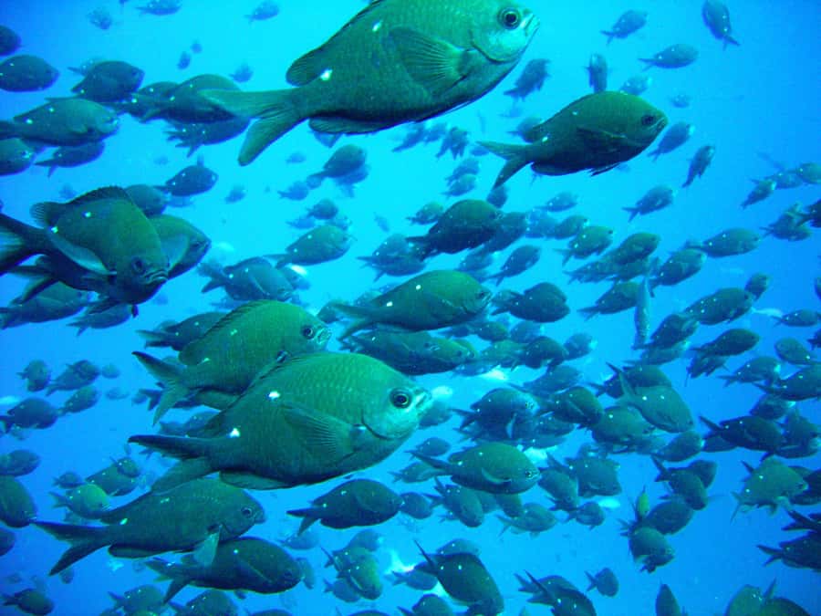 Cathedral Cove Marine Reserve: Snorkeling Boat Trip - A speedboat view of Cathedral Cove
