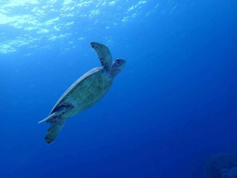 Cebu: Kawasan Canyoning, Moalboal Snorkeling, & Turtles Tour - Key points to know before booking