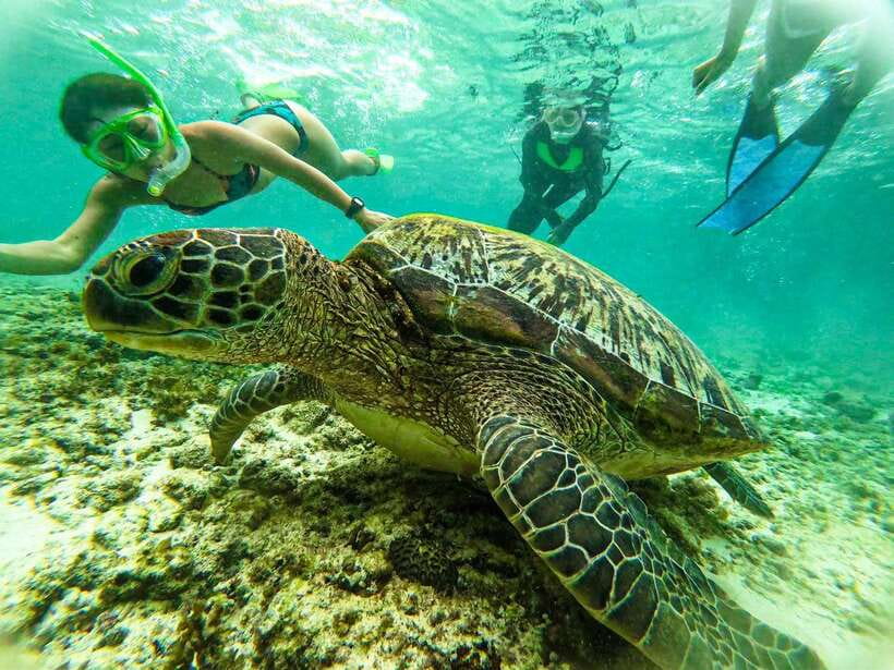 Cebu: Kawasan Canyoning, Moalboal Snorkeling, & Turtles Tour - What the $142 price really includes