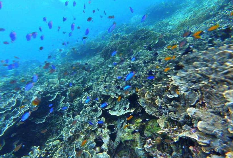 Cebu: Moalboal Sardines Run Snorkel & Kawasan Canyoneering - The guides make a practical difference