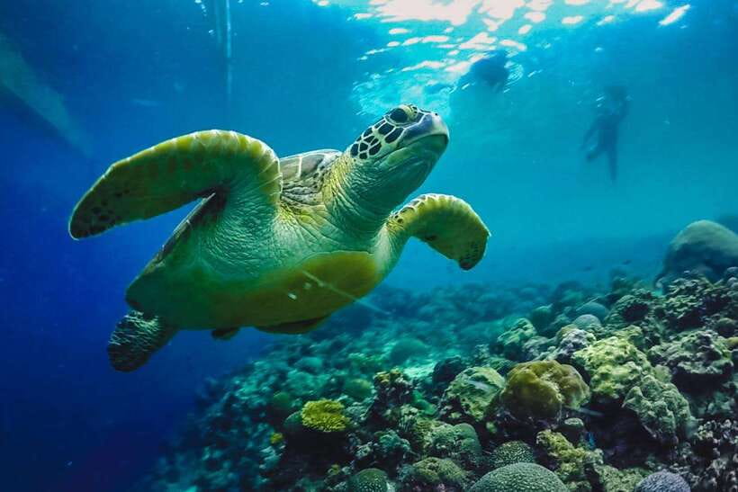 Cebu: Moalboal Sardines Run Snorkel & Kawasan Canyoneering - Who should book this Cebu adventure?