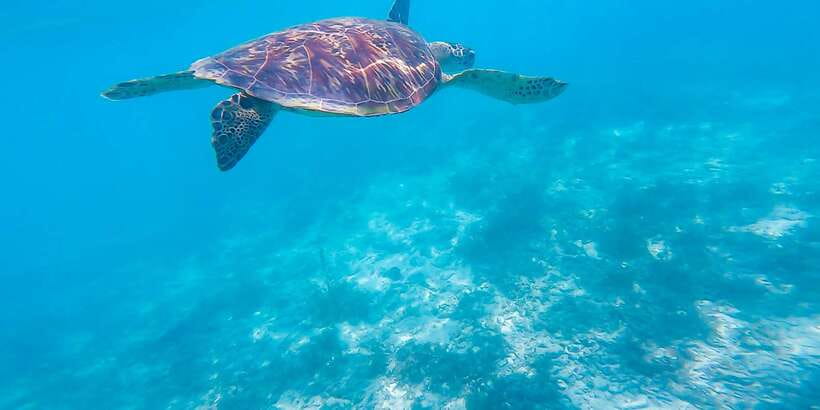 Cebu: Moalboal Sardines & Turtle Snorkeling and Canyoneering - What Kawasan Falls canyoneering is really like