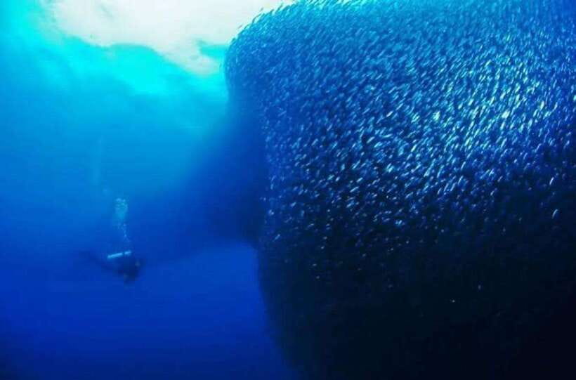 Cebu: Moalboal Scuba Diving, Sardines Run & Pescador Snorkel - Why Moalboal’s sardine run is worth the trip