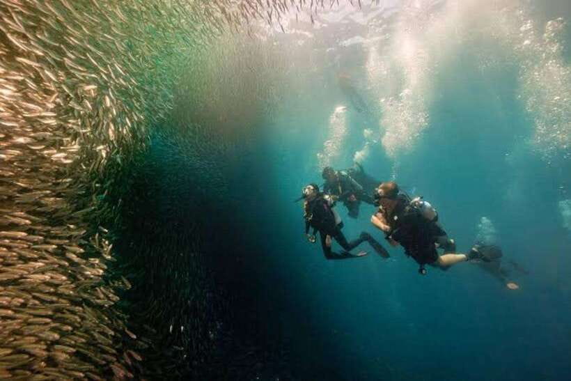 Cebu: Moalboal Scuba Diving, Sardines Run & Pescador Snorkel - A necessary word about underwater safety