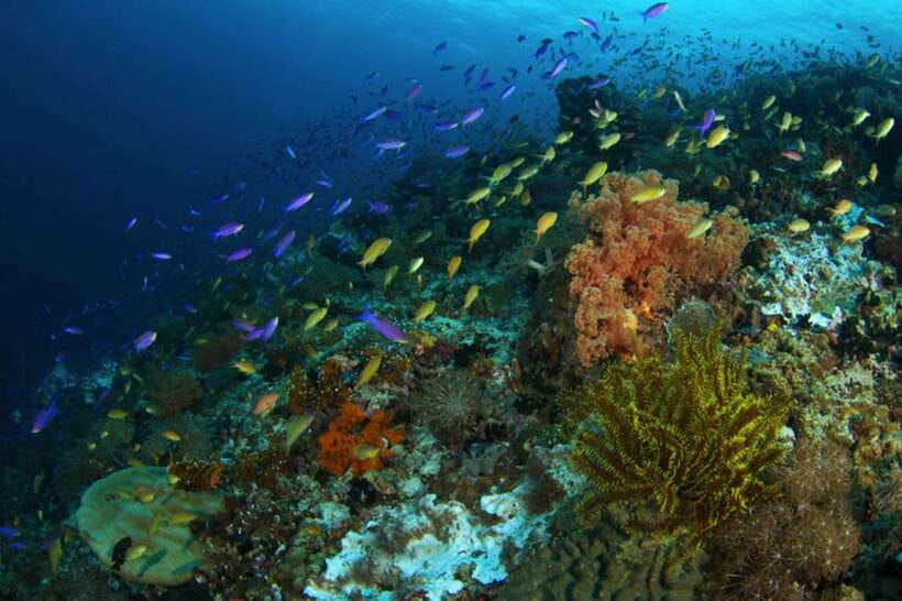 Cebu: Moalboal Scuba Diving, Sardines Run & Pescador Snorkel - The eight-hour day starts with a wide pickup zone
